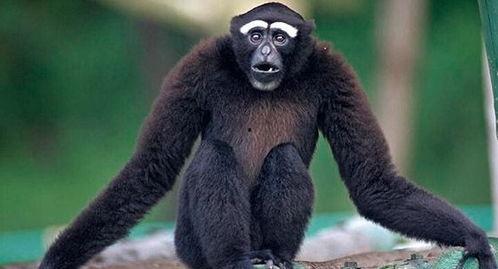 长臂猴圈内爆料,揭秘娱乐圈幕后真相